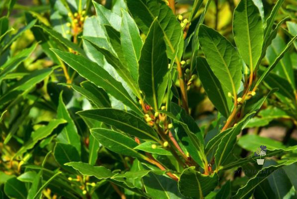 🌿 Δάφνη του Απόλλωνας (Laurus nobilis) - 1